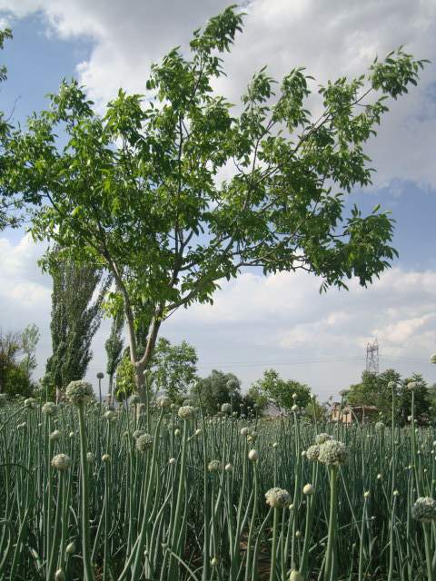 باغ سبزی غرب تبریز